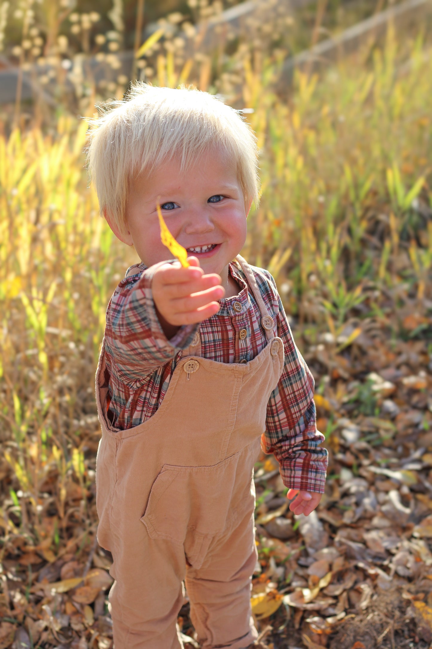 Butterum ~ Lionheart Henley